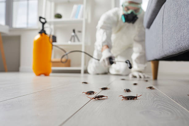 Commercial Rodent Management in Spring Grove